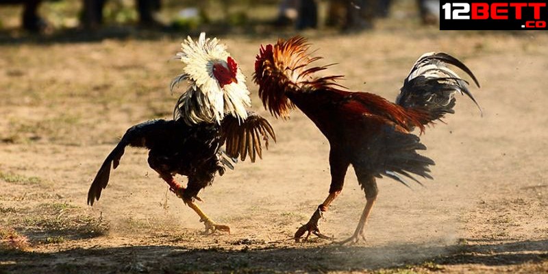 #5 lối đá bách phát bách trúng từ gà chọi