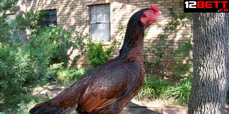 Cách chọn gà mái chọi làm giống theo hình dáng