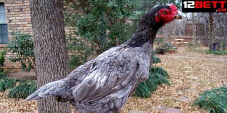 Cách Chọn Gà Mái Chọi Làm Giống Của Các Sư Kê Tại 12BET