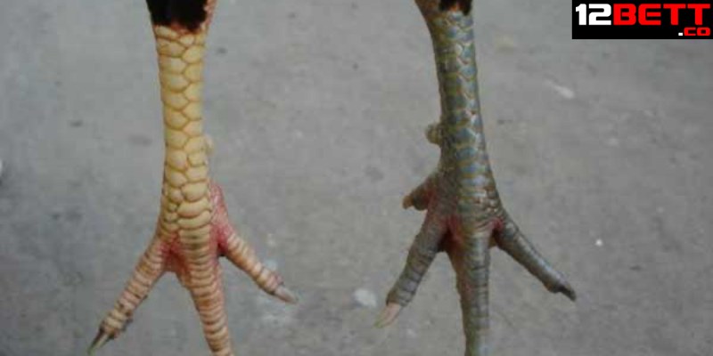 Cách xem tướng chân gà chọi đẹp gồm mấy phần? Cách xem tướng chân gà chọi đẹp gồm mấy phần?